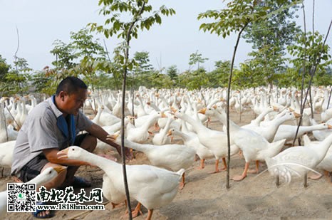 苗圃基地建养鹅场 不一样的生态养殖