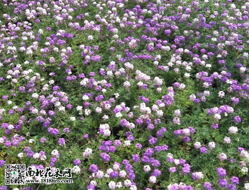 美女樱属马鞭草科马鞭草属多年生草本植物,原产于南美洲地区,生长温度