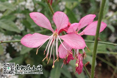 紫叶千鸟花的园林应用紫叶千鸟花图片