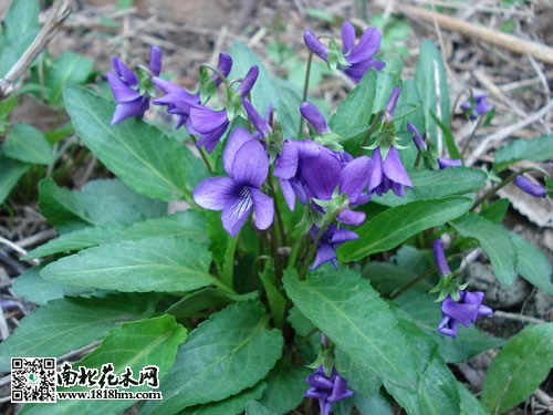 紫花地丁是一种草本植物,重要作用特别的大,是良好的中药药材和制药