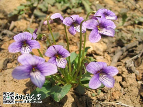 紫花地丁紫花地丁的生活习性紫花地丁一般在我国南方和东北地区生长的