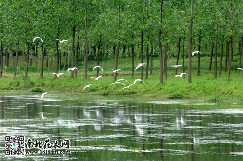 认定的2014-2015年全国127个 国家林下经济示范基地,江苏省仅有泗阳县