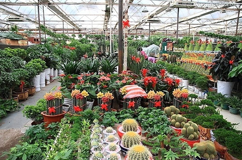 江苏:花卉市场小盆栽植物销量攀升