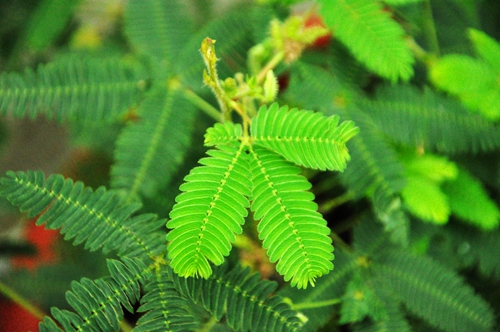 含羞草与一般植物不同,它在受到人们触动时,叶柄下垂,小叶片合闭