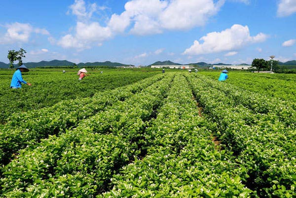 茉莉花家庭怎么养盆栽茉莉花养殖的注意事项