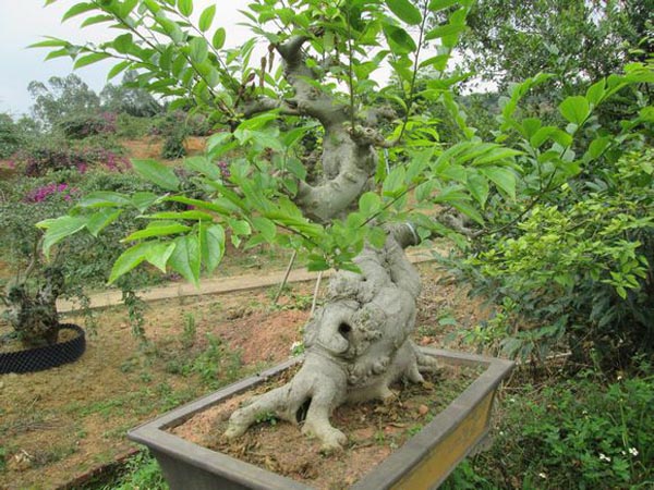 盆景植物朴树的制作技术厚朴树的日常养护及修剪方法