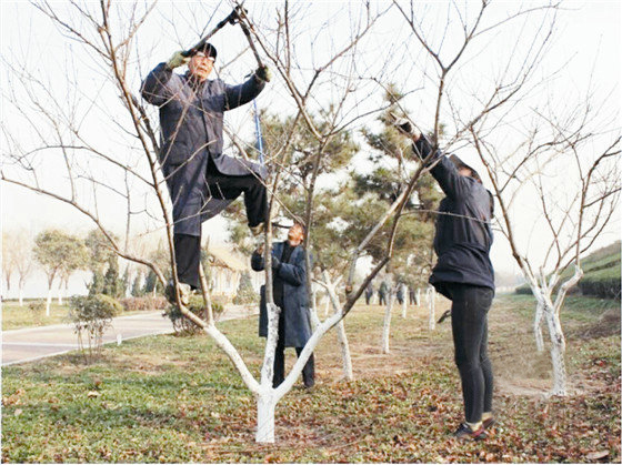 苗木冬剪旧貌换新颜